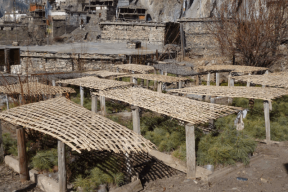 Tree nursery in Braga, Nepal